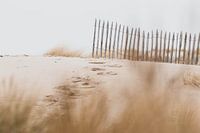 Dunes in the Westduinpark in Scheveningen