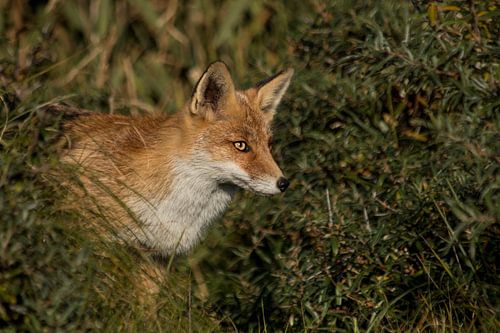 Vos sur Hilde van den Berg