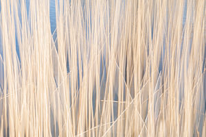 Abstrakt bewegtes Schilf in der Sommersonne.