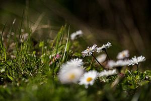 Pâquerettes dans la lumière du matin