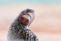 Do you see me? Yellow-billed woodpecker demands attention.