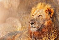 Leeuw in het avondlicht, Zuid-Afrika van W. Woyke thumbnail