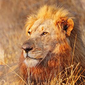 Löwe im Abendlicht, Südafrika von W. Woyke