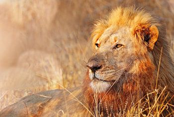 Lion dans la lumière du soir, Afrique du Sud