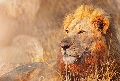 Lion dans la lumière du soir, Afrique du Sud sur W. Woyke