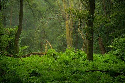 Couleurs vertes et fraîches des fougères et des arbres dans le Speulderbos sur la Veluwe.