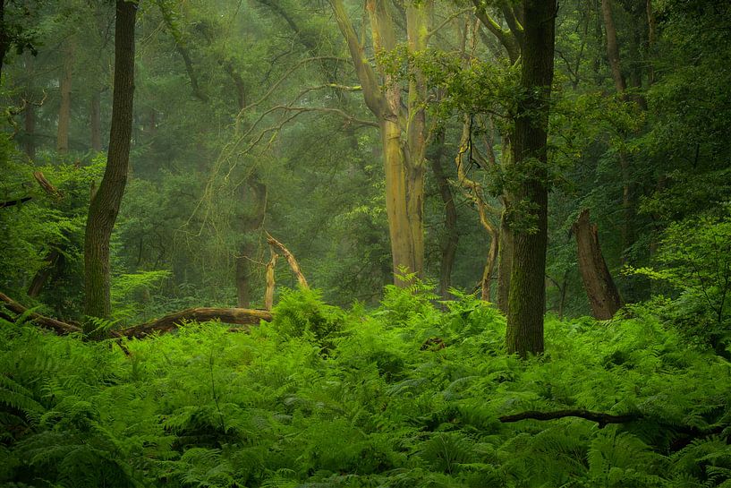 Fresh green colours of the ferns and trees in the Speulderbos on the Veluwe. by Jos Pannekoek