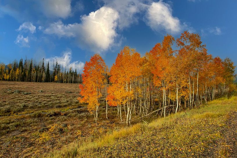 Indian Summer, Herbst in Kanada von Gert Hilbink