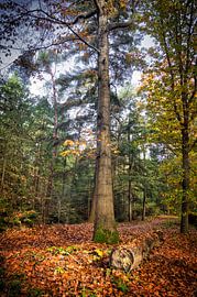 Les couleurs de l'automne sur Alexander van der Molen