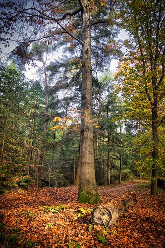 Autumn colours