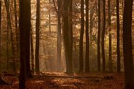 une promenade dans la forêt par Gerhard Hoogterp Aperçu