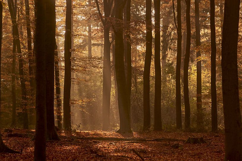 Ein Spaziergang im Wald von Gerhard Hoogterp