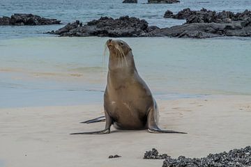 Une otarie sur la plage sur Ivo de Rooij