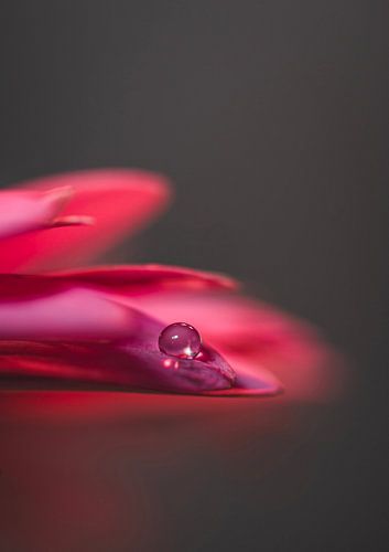 De waterdruppel op het bloemblaadje