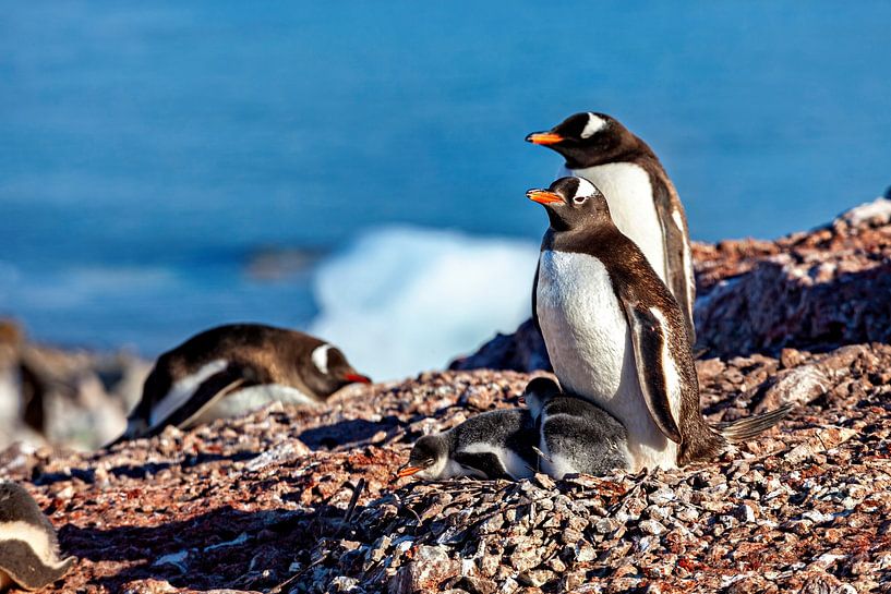 Eselspinguine in der Antarktis von Roland Brack