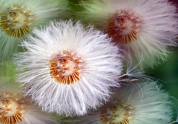Dandelions