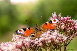 Butterfly on a flower by Hans-Jürgen Janda
