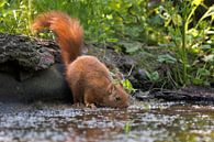 Rode eekhoorn drinkend van Carla Odink thumbnail