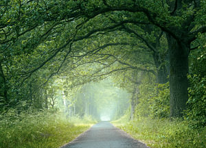 Allee an einem nebligen Sommermorgen