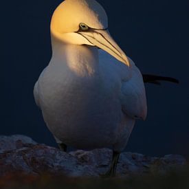 Rick Willemsen profielfoto