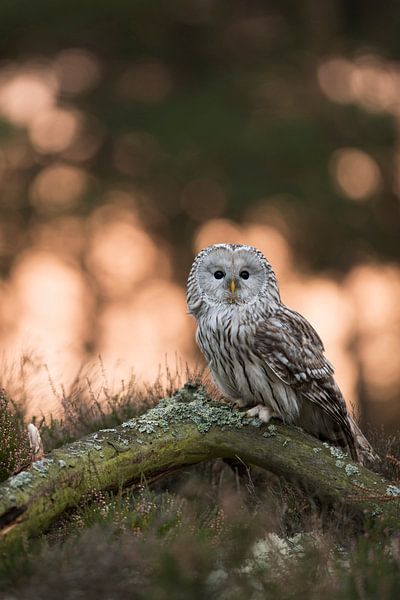 Habichtskauz ( Strix uralensis ) bei Sonnenaufgang auf einer Lichtung im Wald, Gegenlichtaufnahme, f par wunderbare Erde