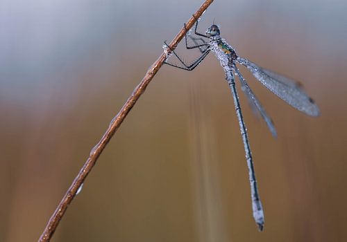 glass damselfly