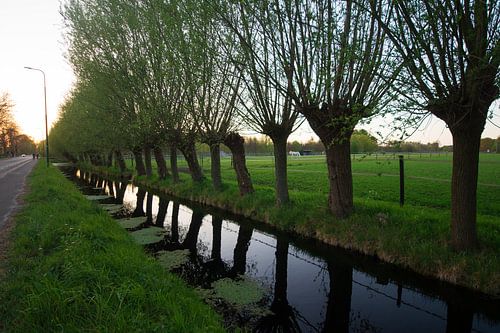 rij wilgen bomen  bij avondlicht