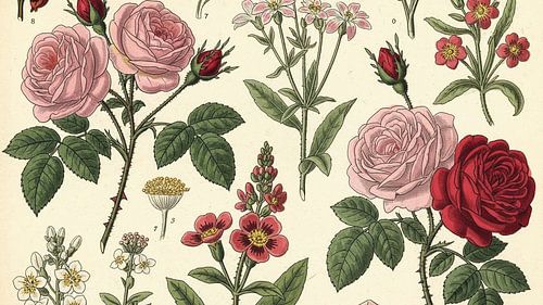 Antique Floral Garden Illustration