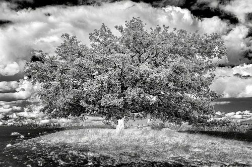 Solitaire boom Aekingerzand in monochroom