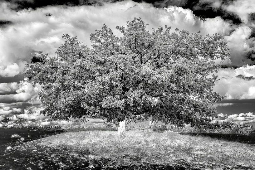 Solitärbaum Aekingerzand in Schwarzweiß von R Smallenbroek