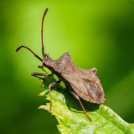 Käfer in Grün von Hans Hendriks