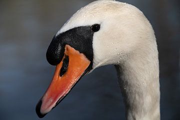 Portrait of a white crested swan by Ulrike Leone