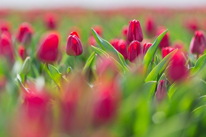 Rode tulpen par Robert van Grinsven