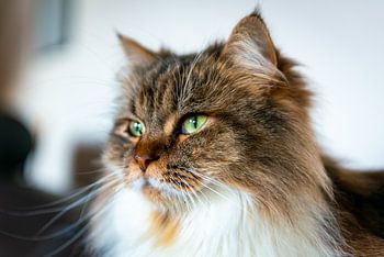 Floki in perfect health