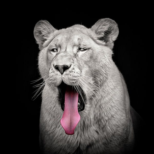 Lioness with long tongue by Chi