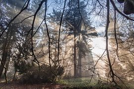 Sunbeams in the forest through fog. by Janny Beimers