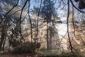 Sonnenstrahlen im Wald durch den Nebel.