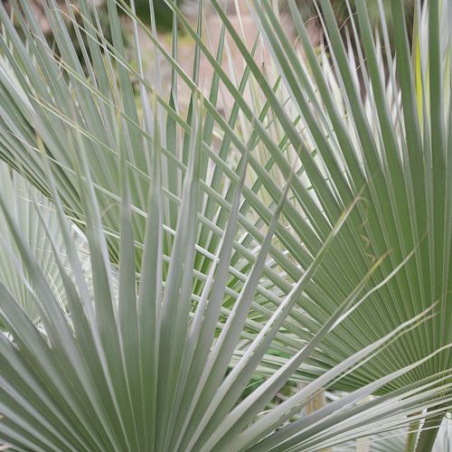 Tropische bladeren in een patroon in groen botanische art print.