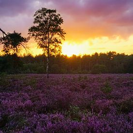 Sonnenuntergang auf der violetten Heide von Laura Drijfhout