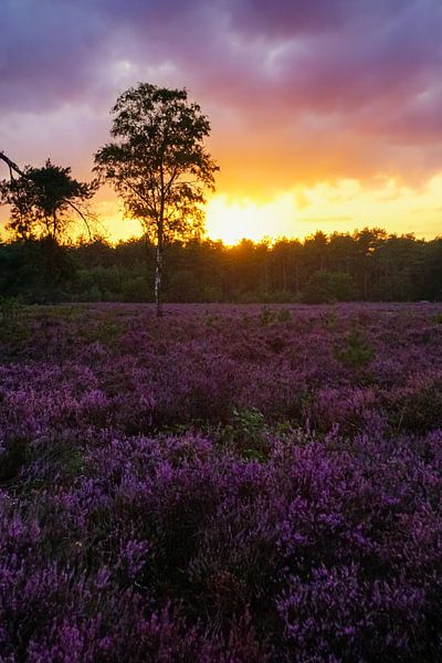 Sonnenuntergang auf der violetten Heide von Laura Drijfhout