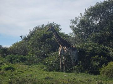 Giraffe van Robin van Tilborg
