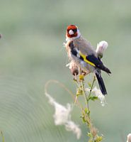 Putter on thistle