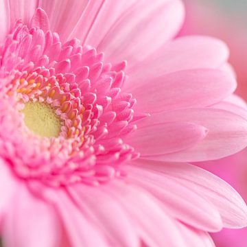 Fel roze  gerbera bloem met geel hart art print - lente natuurfotografie. van Christa Stroo fotografie
