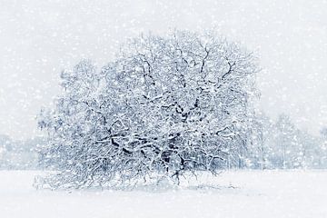 Mooie winter scene tijdens sneeuwval - sneeuwlandschap van Chihong