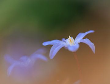 Blue stars (Scilla) by Horst Husheer