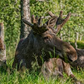 Eland in Noorwegen. van Ron van der Stappen