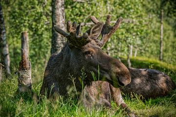 Eland in Noorwegen. van Ron van der Stappen