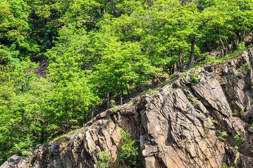 Landschaft mit Bäumen und Felsen im Harz par Rico Ködder