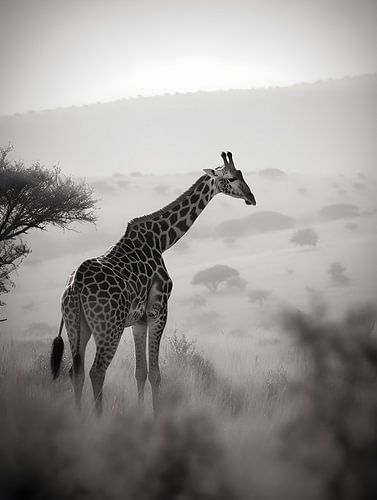 Giraffe in de savanne V2