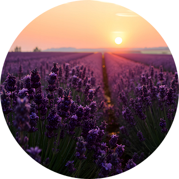 Zonsondergang boven een lavendelveld van ButterflyPix